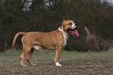 AMSTAFF ADULT 366